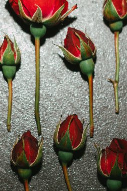 Gri arkaplanda kırmızı gül tomurcukları, yakın plan