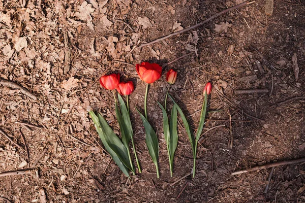 Tulipes Rouges Sur Sol — Photo