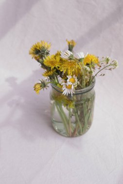 Karahindibalar ve papatyalar beyaz arka planda bir kavanozda