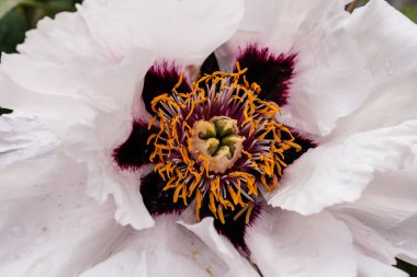 Beyaz orman şakayığı yakın plan.