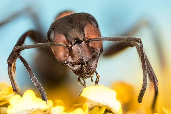 Fokusera Stapling Trä Ant Ant Myror Formica Rufa Royaltyfria Stockbilder