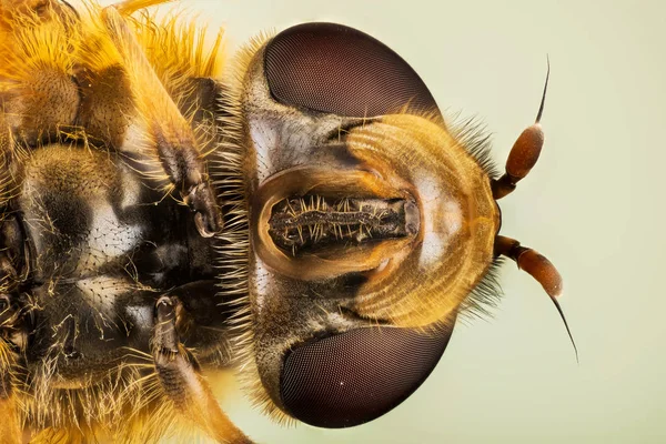 Mosca Paiol Moscas Flor Moscas Sirífilas Moscas Paiol Diptera Syrphidae — Fotografia de Stock