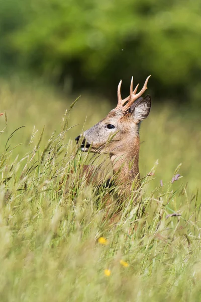 European Roe Deer Roe Deer Capreolus Capreolus — Stock Photo, Image