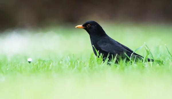 Parco Uccelli Merlo Turdus Merula — Foto Stock