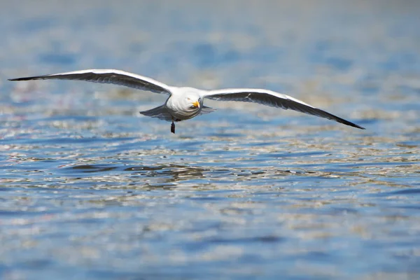 Arenque Gaivota Gaivota Larus Argentatus — Fotografia de Stock