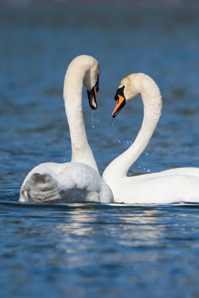 Cisne Mudo Cisnes Cygnus Olor — Foto de Stock