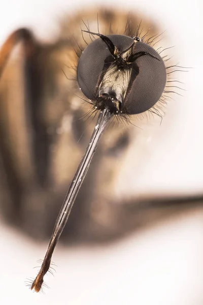 Empis Tessellate Dans Fly Fly — Stok fotoğraf