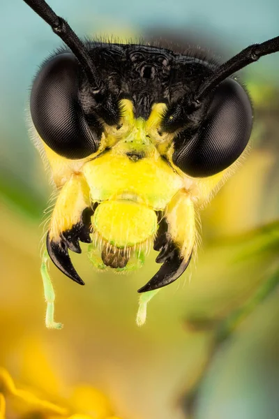 Обыкновенные Пилы Tenthredo Mesomela Green Sawfly Sawfly — стоковое фото