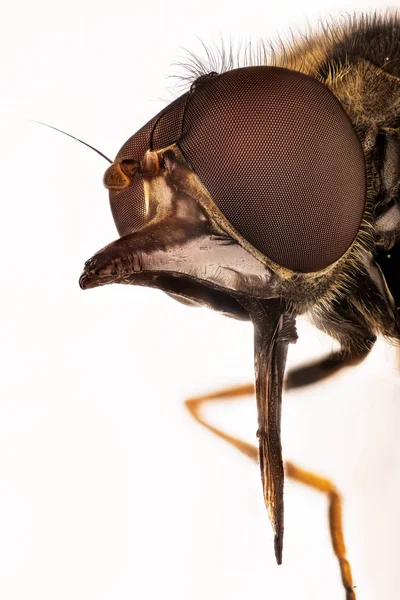 Загальні Мордо Hoverfly Heineken Hoverflies Heineken Літати Rhingia Звичайна — стокове фото