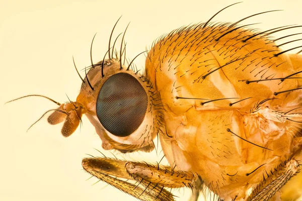 Sapromyza Halidayi Μύγα Μύγες Lauxaniidae — Φωτογραφία Αρχείου