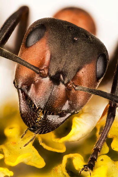 Empilhamento Foco Formiga Madeira Formiga Formigas Fórmica Rufa — Fotografia de Stock