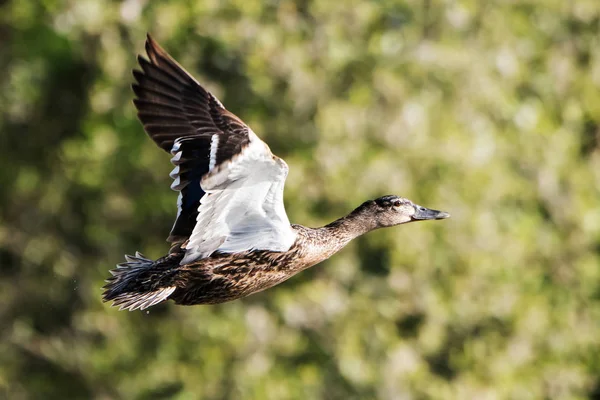 Mallard, Duck, Anas platyrhynchos — Stock Image Mallard Duck Anas Platyrhynchos Stock Image