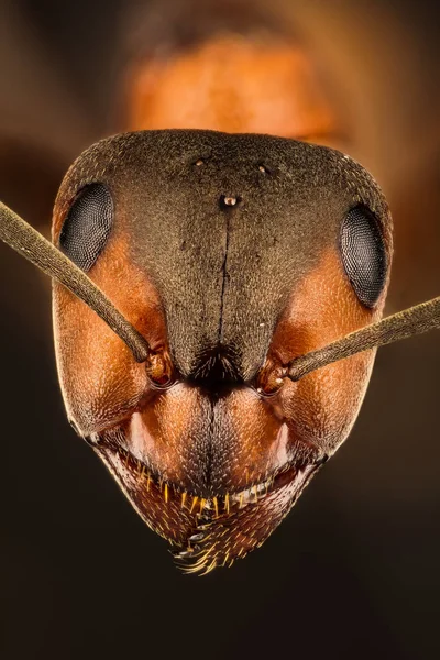 Fokusera Stapling Trä Ant Ant Myror Formica Rufa Stockbild