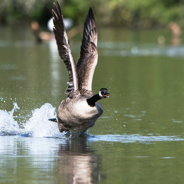 Ganso Canadá Branta Canadensis —  Fotos de Stock