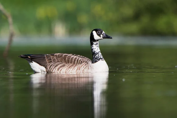 Canadese Gans Branta Canadensis — Stockfoto