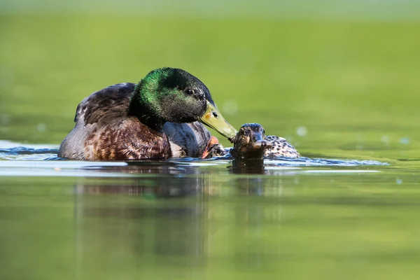 Mallard, Duck, Anas platyrhynchos - Copulation — Stock Image Mallard Duck Anas Platyrhynchos Copulation Royalty Free Stock Images