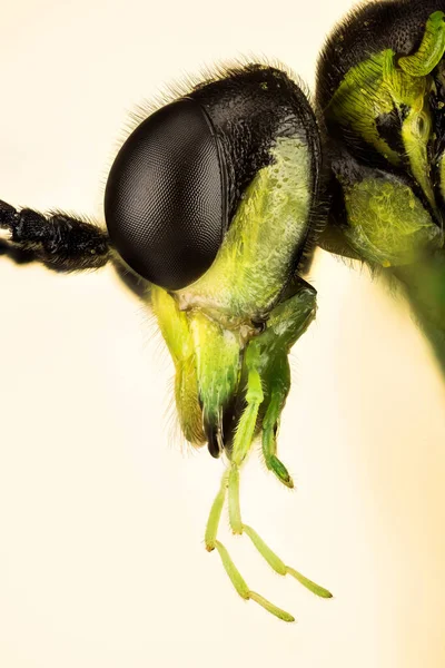 Společné Sršňe Tenthredo Mesomela Zelená Sawfly Sawfly — Stock fotografie