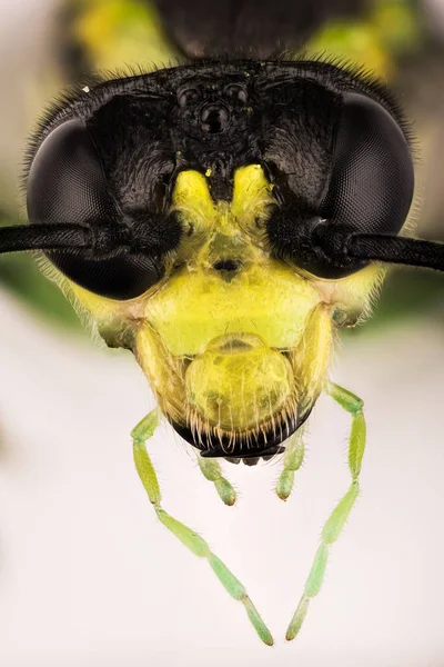 Gemeenschappelijk Sawflies Tenthredo Mesomela Groene Rozenbladwesp Rozenbladwesp — Stockfoto