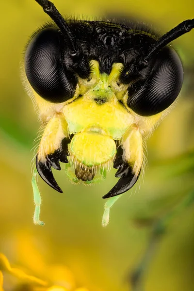 Common Sawflies Tenthredo Mesomela Green Sawfly Sawfly — Stock Photo, Image