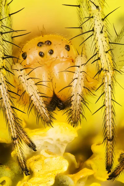 Groene Orb Weaver Spinnen Komkommer Green Spider Araniella Cucurbitina — Stockfoto