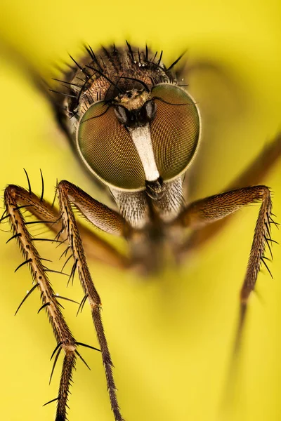 聚焦堆叠 Dolichopus 有蹄类 Dolichopodidae — 图库照片