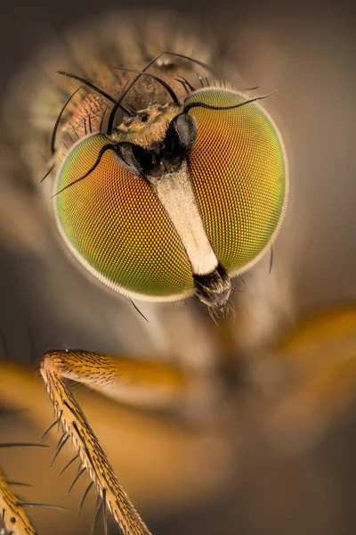 Фокус Штабелювання Dolichopus Копитні Тварини Dolichopodidae — стокове фото