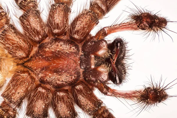 Ragno Gigante Della Casa Ragno Della Casa Eratigena Atrica — Foto Stock