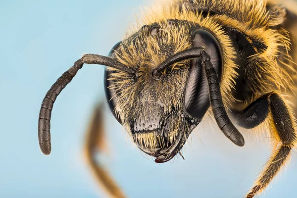 Ivy Bee Abeja Colletes Hederae —  Fotos de Stock