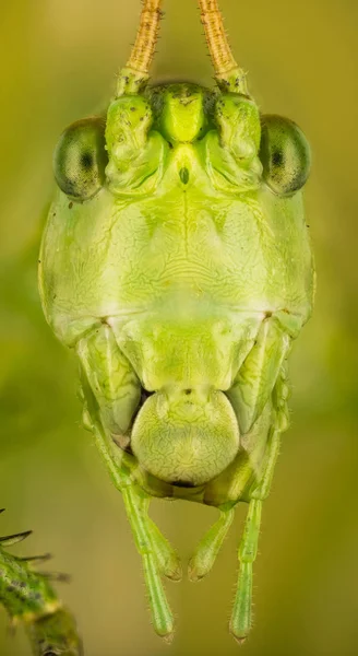 Büyük Yeşil Bush Kriket Büyük Yeşil Bush Kriket Tettigonia Viridissima — Stok fotoğraf