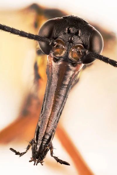 Εστίαση Στοίβαγμα Scorpion Fly Κοινή Scorpionfly — Φωτογραφία Αρχείου