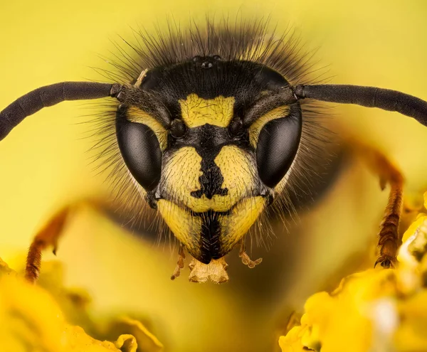 Загальні Оса Оса Vespula Звичайна — стокове фото