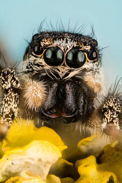 Springspinne Zebrarückenspinne Spinne Salticus Scenicus Salticidae — Stockfoto