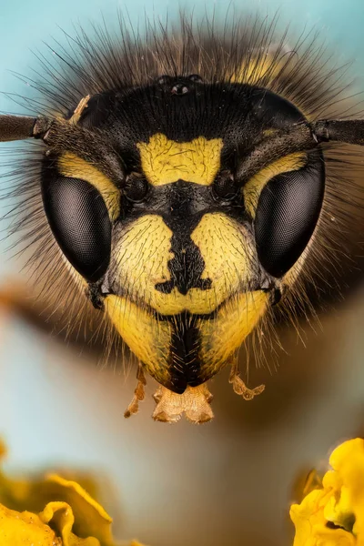 Avispa Común Avispa Vespula Vulgaris — Foto de Stock