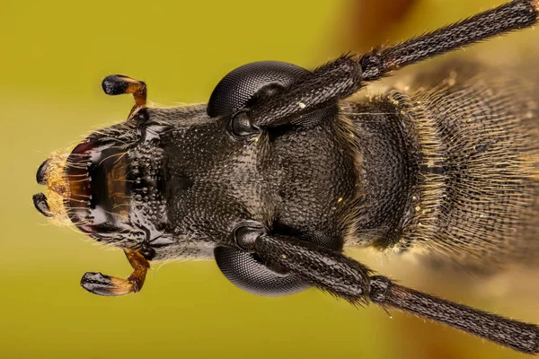 Στίγματα Κανθάρων Longhorn Longhorn Σκαθάρι Rutpela Maculata — Φωτογραφία Αρχείου