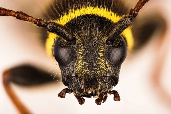 Wasp Beetle Beetle Clytus Arietis — Stock Photo, Image