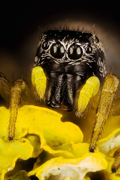 Örümcek Atlama Bakır Güneş Jumper Bakır Güneş Jumper Örümcek Heliophanus — Stok fotoğraf