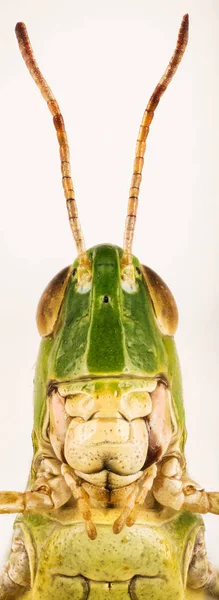 Lesser Marsh Grasshopper Chorthippus Albomarginatus Omocestus Viridulus Common Green Grasshopper — Stock Photo, Image