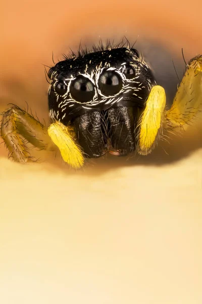 Springspinne Kupfersonnenjumper Kupfersonnenjumper Spinne Heliophanus Cupreus Salticidae — Stockfoto