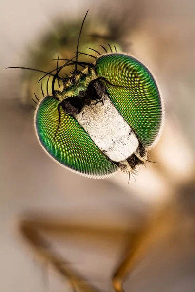 Фокус Штабелювання Dolichopus Копитні Тварини Dolichopodidae — стокове фото