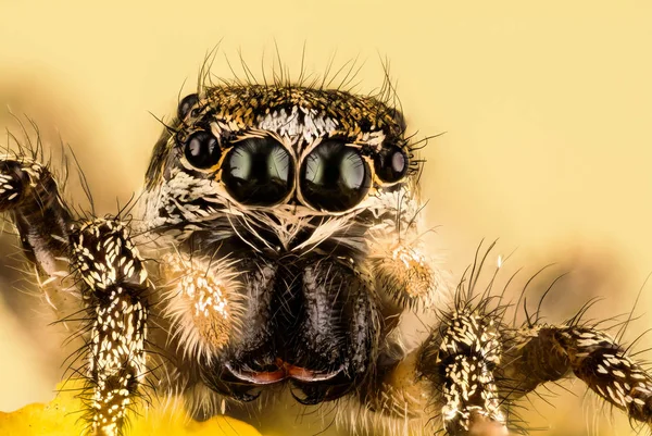 Skákání Pavouk Zebra Zpět Spider Spider Salticus Scenicus Salticidae — Stock fotografie