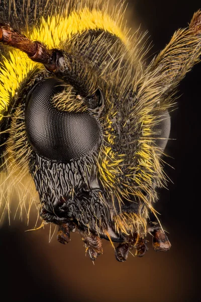Escarabajo Avispa Escarabajo Clytus Arietis —  Fotos de Stock