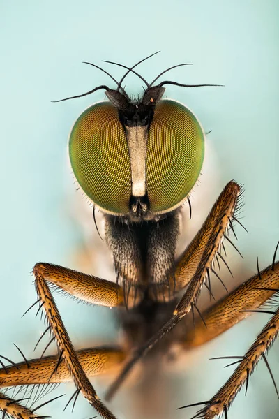 Apilamiento Enfoque Dolichopus Ungulados Dolichopodidae Mosca — Foto de Stock