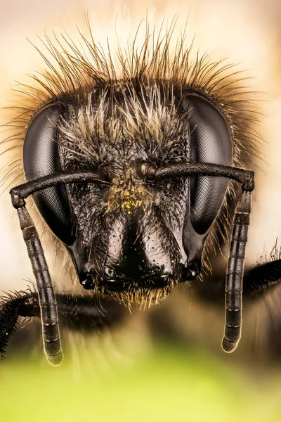 Borostyán Bee Méh Colletes Hederae — Stock Fotó