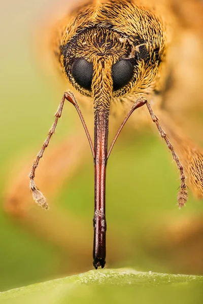 Acorn Vivel Curculio Glandium Mutter Vivel Curculio Nucum — Stockfoto