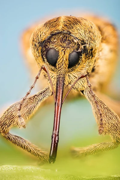 Acorn Weevil Curculio Glandium Nut Weevil Curculio Nucum — Foto de Stock