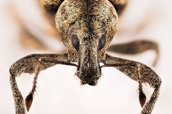 Rüsselkäfer Rüsselkäfer Tanymecus Palliates — Stockfoto