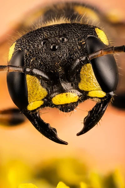 Фокус Штабелирование Tailed Digger Wasp Wasp Cerceris Arenaria — стоковое фото