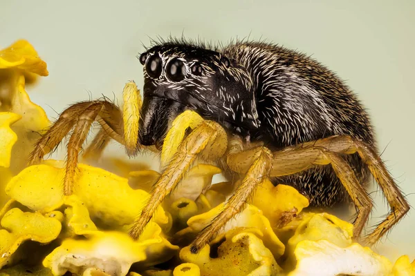 Araignée Sauteuse Sauteuse Solaire Cuivre Sauteuse Solaire Cuivre Araignée Heliophanus — Photo