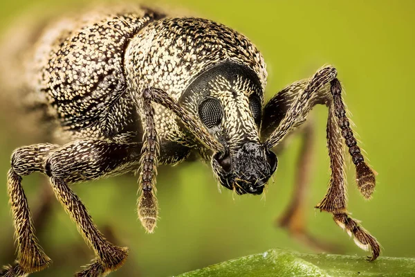 Sockerbetor Blad Vivel Vivlar Tanymecus Palliates — Stockfoto