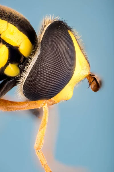 Αιωρηθείτε Μύγα Λουλούδι Μύγες Μύγες Syrphid Hoverflies Diptera Syrphidae — Φωτογραφία Αρχείου